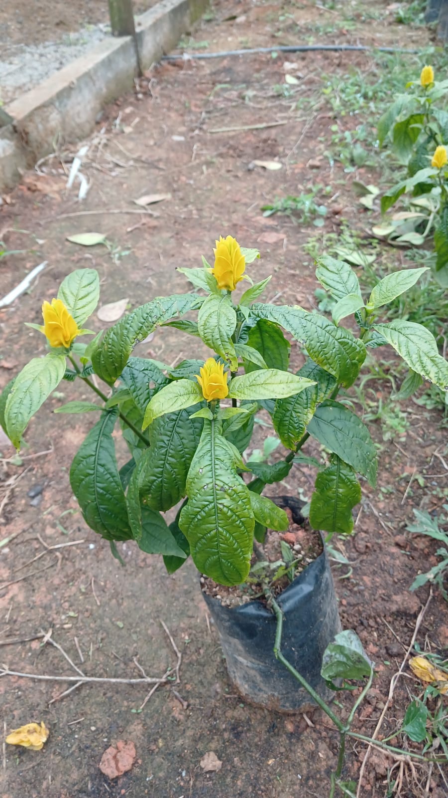 Plantas FAMIGU